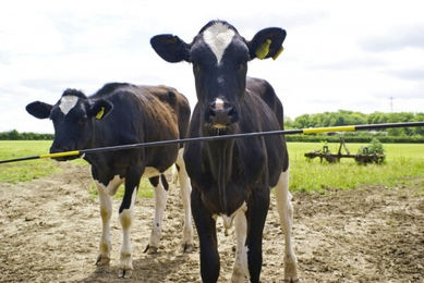 KERBL Elektro Viehschranke 5m - 5 m – Bild 1 von 9