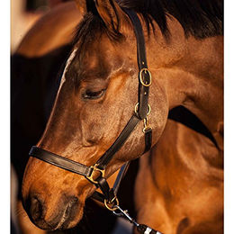Kerbl Halfter Eco Vollblut Leder Schwarz – Bild 1 von 4