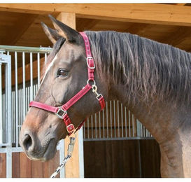 Kerbl Halfter Mustang 2-fach verstellbar Rot/Schwarz – Bild 1 von 5