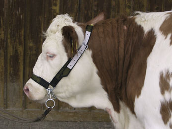 Kerbl Kuhhalfter mit Kinnkette - 1 Stk. – Bild 1 von 2