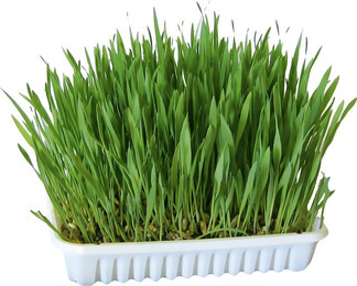 Produktbild von Kerbl Nagergras - 100 g