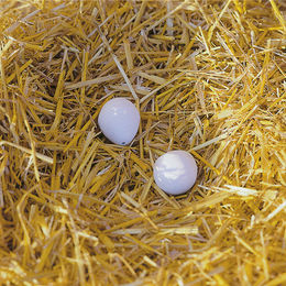 Kerbl Nesteier aus Ton für Hühner – Bild 1 von 3