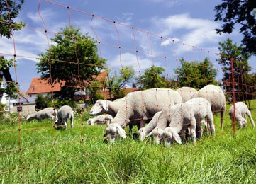 Kerbl OviNet Schafnetz Einzelspitze 108 cm orange - 50 m – Bild 1 von 9