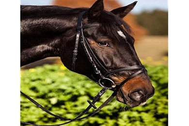 Kerbl Trensenzaum Standard Leder für Vollblut braun – Bild 1 von 6