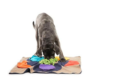 Knauder’s Best Schnüffelrasen Flower Pad bunt – Bild 1 von 9