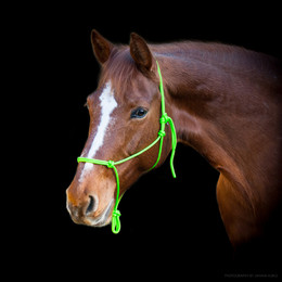 Produktbild von Knotenhalfter