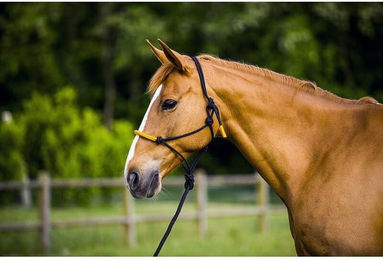 Knotenhalfter Ethologische Fun Colour Kordelhalfter mit Strick schwarz Neonorange – Bild 1 von 2