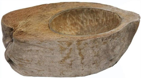 Kokosnuss-Schale Reptiles Planet – Bild 1 von 5