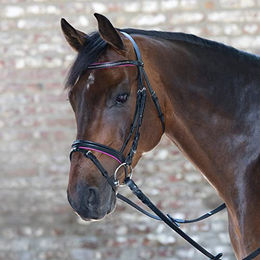 Produktbild von Kombinierte Nasenriemenreithalfter Star Diamond