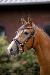 Kombinierter Pferdezaum mit Nasenband für Ponys Horze Rainbow Dash – Bild 1 von 6