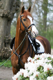 Produktbild von Kombiniertes Martingal-Jagdhalsband für Pferde Stübben SideFit