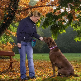 Kurgo Go Stuff-It Leckerlibeutel für Hunde – Bild 1 von 7