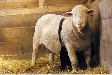 Produktbild von KAMER Widder-Schürze aus Nylon in Grau