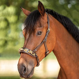 Produktbild von Kappzaum ANATOMIX für Vollblut in Braun