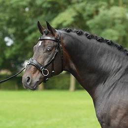 Kappzaum FIT PRO für Ponys aus Leder in Schwarz – Bild 1 von 6