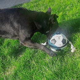 Karlie Actionball Fußball für Hunde aus Kunststoff Schwarz-Weiß 22 cm - 22 cm – Bild 1 von 4