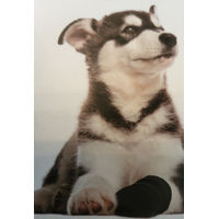 Produktbild von Karlie Pfotenschutz-Schuhe für Hunde aus Neopren Schwarz Größe S wasserdicht