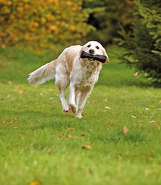 Karlie Snack Dummy Futterbeutel aus Nylon Schwarz Größe L 22 x 7 cm - 1 Stk. – Bild 1 von 5