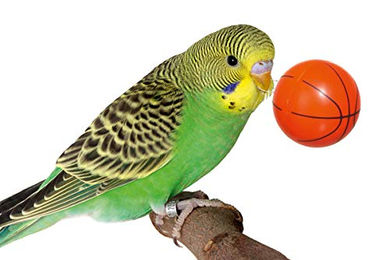 Karlie Streetball Vogelspielzeug aus Holz in Natur und Orange – Bild 1 von 4