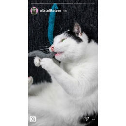 Kater Kasimir Filzwürmchen aus reiner Schurwolle für Katzen, 3 Stück, bunt – Bild 1 von 2