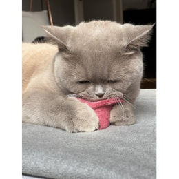 Kater Kasimir Katzen Spielkissen mit Baldrian und Katzenminze 2er Set aus Schafwollfilz - 2 x 1 Stk. – Bild 1 von 2