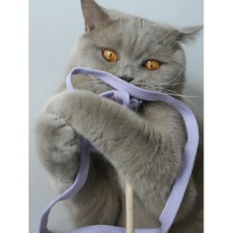 Kater Kasimir Katzenangel mit lila Baumwollband und Buchenholzstab – Bild 1 von 2