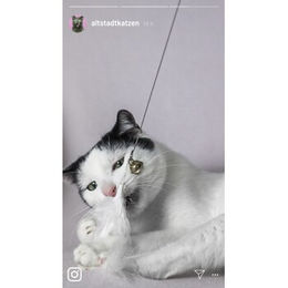 Kater Kasimir Katzenangel Set aus Buchenholz mit 4 handgemachten Anhängern für Katzen – Bild 1 von 3