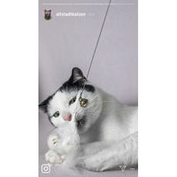 Produktbild von Kater Kasimir Katzenangel Set aus Buchenholz mit 4 handgemachten Anhängern für Katzen