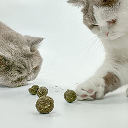 Kater Kasimir Katzenminze Spielbälle aus Naturmaterial 10 Stück Grün – Bild 1 von 6