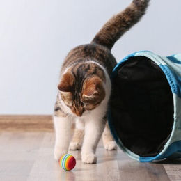 Kater Kasimir Katzenminze-Spray für Katzen 30ml - 30 ml – Bild 1 von 3