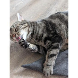 Kater Kasimir Mausbert Deluxe 2-in-1 Katzenspielzeug und Kuschelkissen aus Bio-Baumwolle mit Bio-Katzenminze, Bio-Baldrian und Matatabi für Katzen – Bild 1 von 2