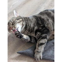 Produktbild von Kater Kasimir Mausbert Deluxe 2-in-1 Katzenspielzeug und Kuschelkissen aus Bio-Baumwolle mit Bio-Katzenminze, Bio-Baldrian und Matatabi für Katzen