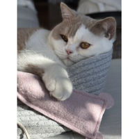 Produktbild von Kater Kasimir Mäuserich XL Spielmaus aus Wollfilz mit Katzenminze und Baldrian für Katzen 2er Pack