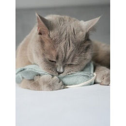 Kater Kasimir XL Spielmäuse für Katzen aus reiner Schurwolle mit Katzenminze, Baldrian und Matatabi 3er Set – Bild 1 von 7