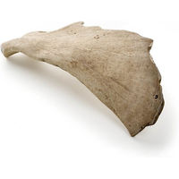 Produktbild von Kauartikel.com Wild-Schaufel