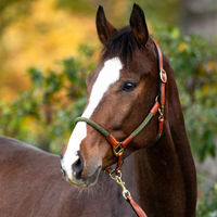 Produktbild von Kavalkade Cavo Lederhalfter für Pferde und Ponys mit Seil und Strick