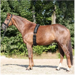 Kavalkade Gepolsterter Longiergurt aus Polyester in Schwarz für Warmblut Pferde – Bild 1 von 4