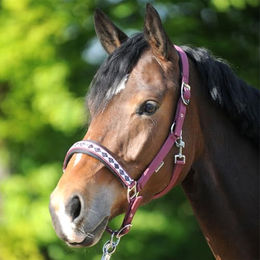 Kavalkade Perlon-Halfter Classic aus Nylon in Bordeaux Rot für Vollblut Pferde – Bild 1 von 3