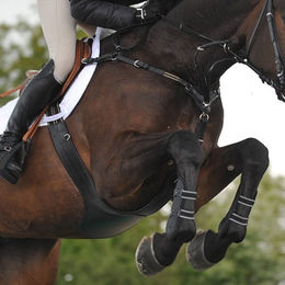 Kavalkade Sattelgurt Vorderzeug SecureX aus Leder für Pferde – Bild 1 von 4