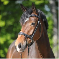 Produktbild von Kavalkade Trense Ivy Plus aus Leder mit Zügel Schwarz für Ponys