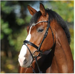 Kavalkade Trense Reyna KavalSH4 für Warmblut aus Leder in Schwarz inklusive Zügel – Bild 1 von 7