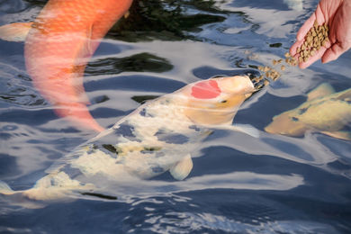 KENKOU Koi-Pralines Color-Enhancing Fischfutter für Koi mit Garnele, Insekt und Krill 4kg - 4 kg – Bild 1 von 10