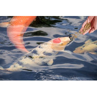 Produktbild von KENKOU Koi-Pralines Color-Enhancing Fischfutter für Koi mit Garnele, Insekt und Krill 4kg - 4 kg