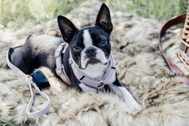 Kentucky Dogwear Hundegeschirr Aktiv Velvet Beige XL 48-70cm – Bild 1 von 10