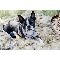 Produktbild von Kentucky Dogwear Hundegeschirr Aktiv Velvet Beige XL 48-70cm