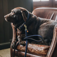 Produktbild von Kentucky Dogwear Hundehalsband aus geflochtenem Nylon Blau Größe S 42cm