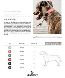 Kentucky Dogwear Hundehalsband aus Nylon in Blau und Rot Größe XS 37cm – Bild 1 von 8