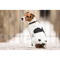 Produktbild von Kentucky Dogwear Hundehalsband Corduroy Grün XL 45-75 cm