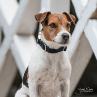 Produktbild von Kentucky Dogwear Hundehalsband Corduroy Pinegreen Größe M