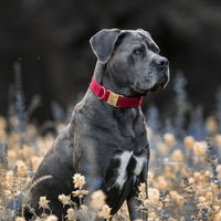 Produktbild von Kentucky Dogwear Hundehalsband Corduroy Rot Größe M